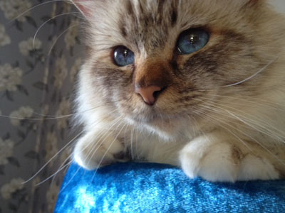 Alvin